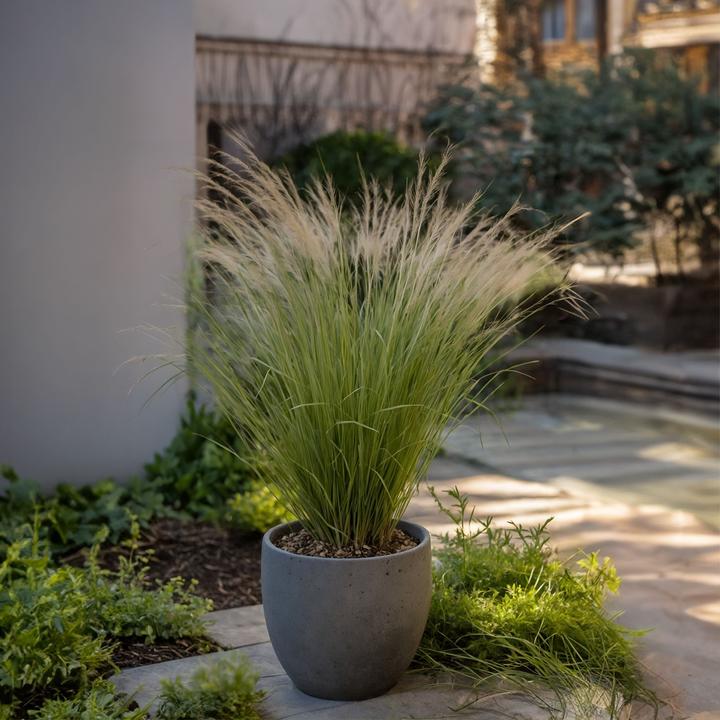 Produktbild Plant in a Box Stipa tenuifolia 'Pony Tails' - 9er Set Zier Federgras (20 cm)