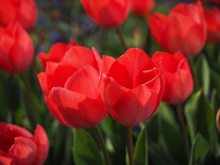 Actual product image Rutishauser Blumen Tulips mix (Cut flowers)