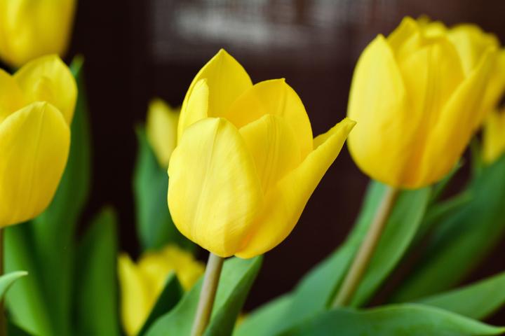 Actual product image Rutishauser Blumen Tulips mix (Cut flowers)