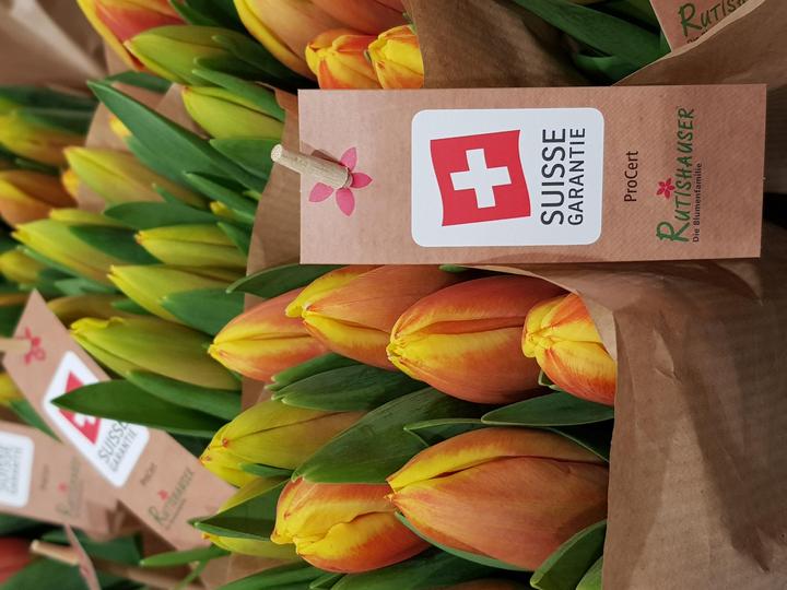 Actual product image Rutishauser Blumen Tulips mix (Cut flowers)