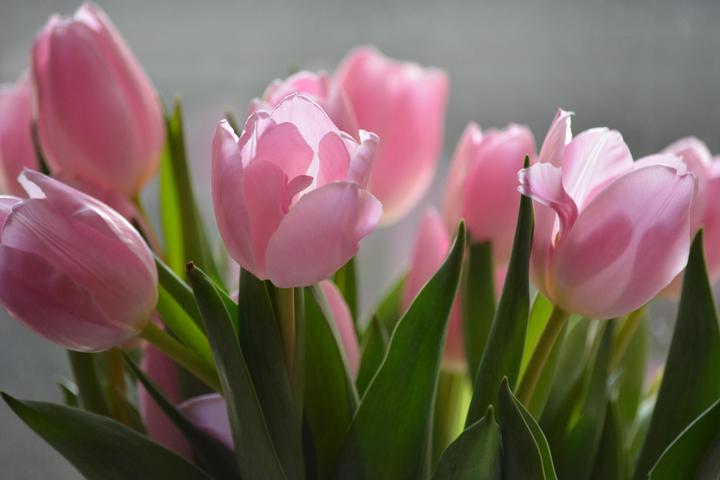 Actual product image Rutishauser Blumen Tulips mix (Cut flowers)