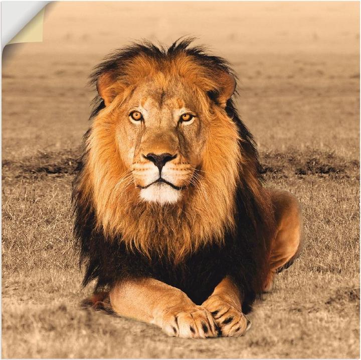 Image du produit Artland Lion T5RJ (50x50 cm)