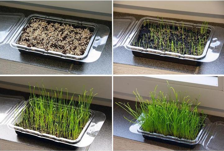 Actual product image Karlie Rodent Grass Vital Organic (0.10 kg, 1 x)