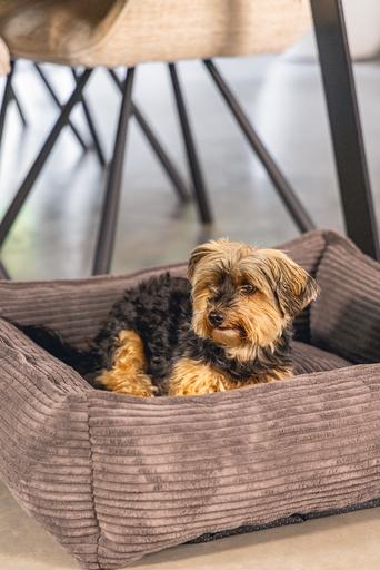 Productafbeelding Designed by Lotte Geribbeld (Hond)