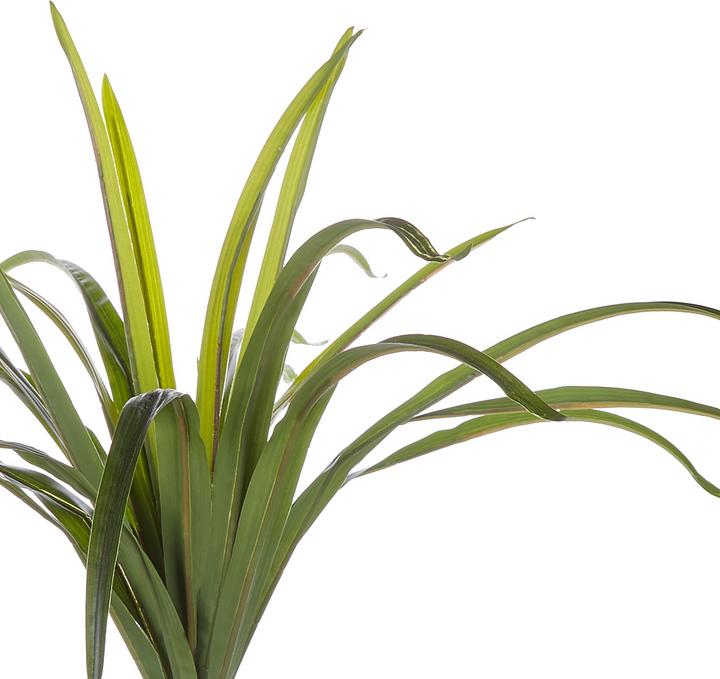 Actual product image Beliani Dracaena Anita (147 cm)