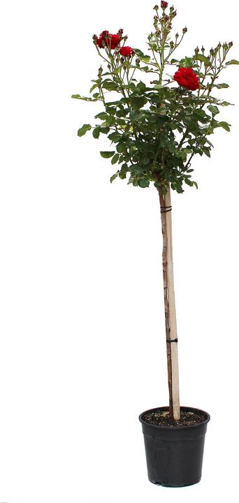 Image du produit Zulauf Floribundarose / Rosa 'Nina Weibull' (100 cm)
