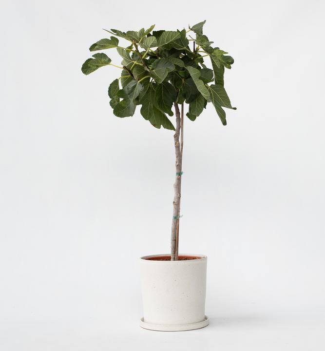 Image du produit Plant in a Box Ficus Carica - Figuier (70 cm)