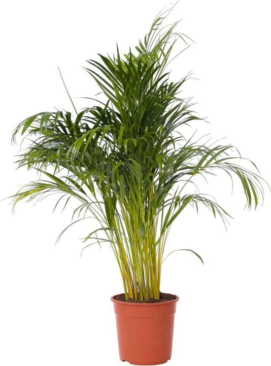 Actual product image Plant in a Box Dypsis Lutescens - Areca golden fruit palm (140 cm)