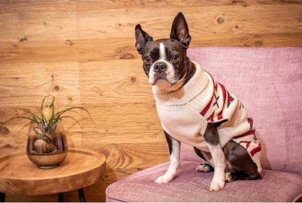 Actual product image Chiara Pullover LIMA (35, Dog jumper)