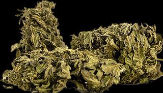 Herba di Berna Blueberry Muffin Outdoor 45g (45 g, Outdoor)