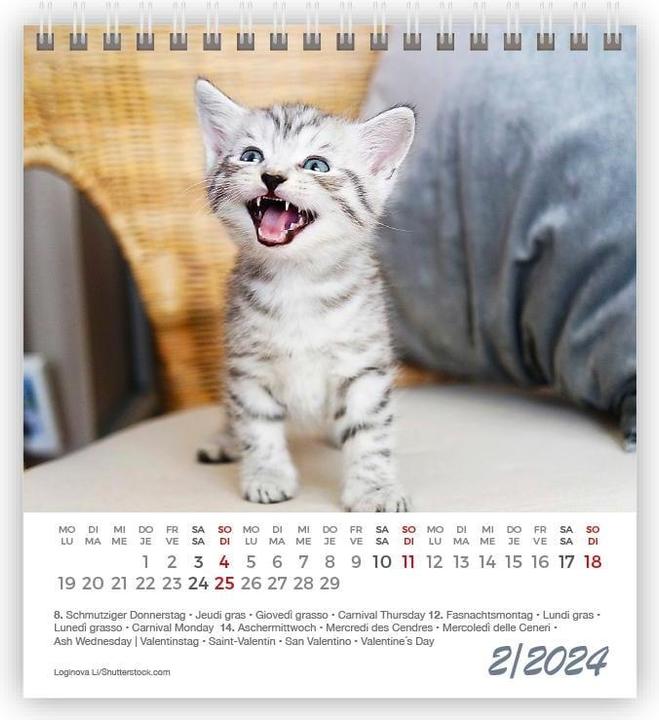 Produktbild Kalender Lustige Tiere Mini 2024 (11 x 10 cm)