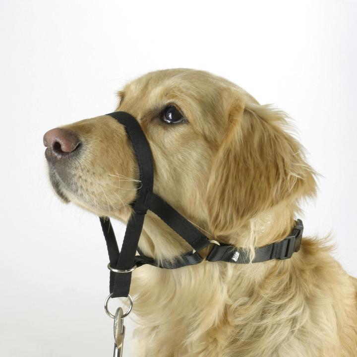 Actual product image Kerbl MAXI COACH training and education harness