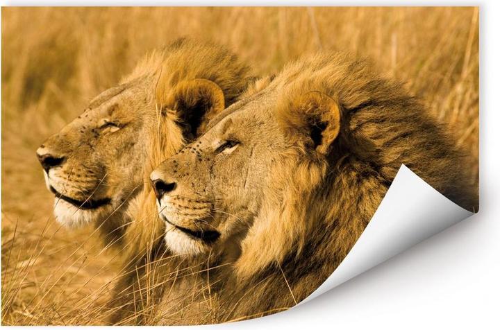 Image du produit National Geographic NG Couple de lions (60 x 40 cm)