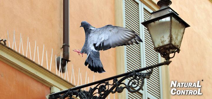 Image du produit Swissinno Pics anti-pigeons 100cm