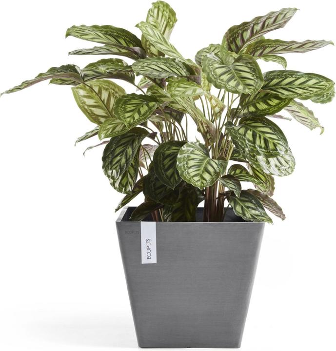 Actual product image Ecopots Rotterdam (30 cm)