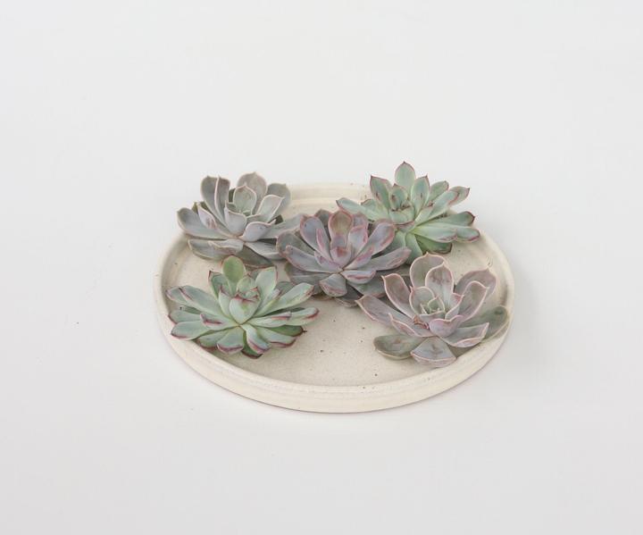 Produktbild Plant in a Box Echeveria lilacina - 5er Mischung Echeveria DIY (7 cm)