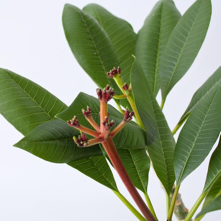 Image du produit Plant in a Box Plumeria Frangipani Pearl - Plante hawaïenne (70 cm)