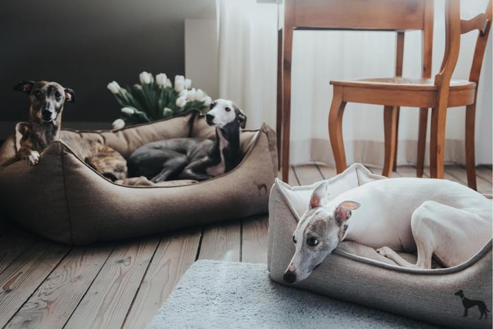 Actual product image Hunter Dog sofa Livingston woven fabric (Dog)