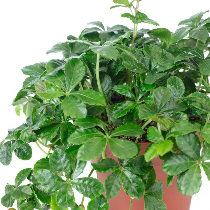 Actual product image Flowerbox Room wine "Smit Verona Vein" - Parthenocissus striata (20 cm)