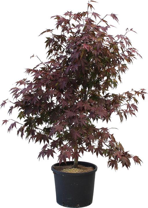 Actual product image Zulauf Japanischer Fächer-Ahorn / Acer palmatum 'Atropurpureum' (125 cm)
