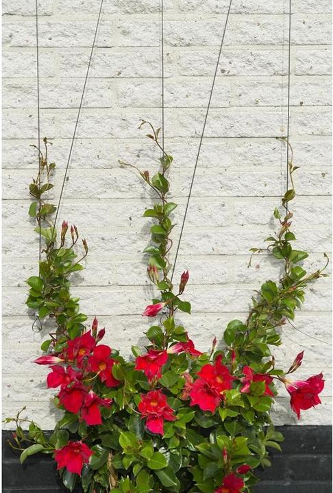 Produktbild Nature Wire trellis kit (1000 cm, 1000 cm)