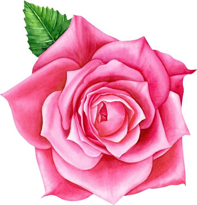Produktbild Trenddeko Rosa Rose XXL (78 x 80 cm)