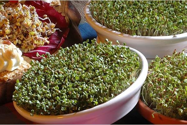 Actual product image Eschenfelder Cress Sieve