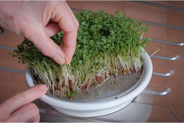 Actual product image Eschenfelder Cress Sieve