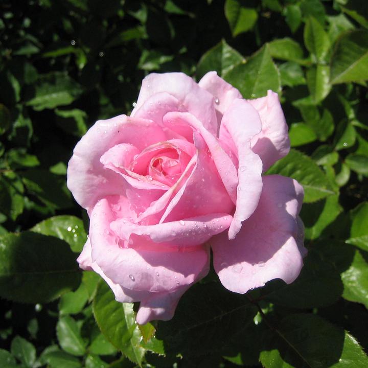 Produktbild Zulauf Renaissance-Rose / Rosa (REN) 'Ghita'® (40 cm)