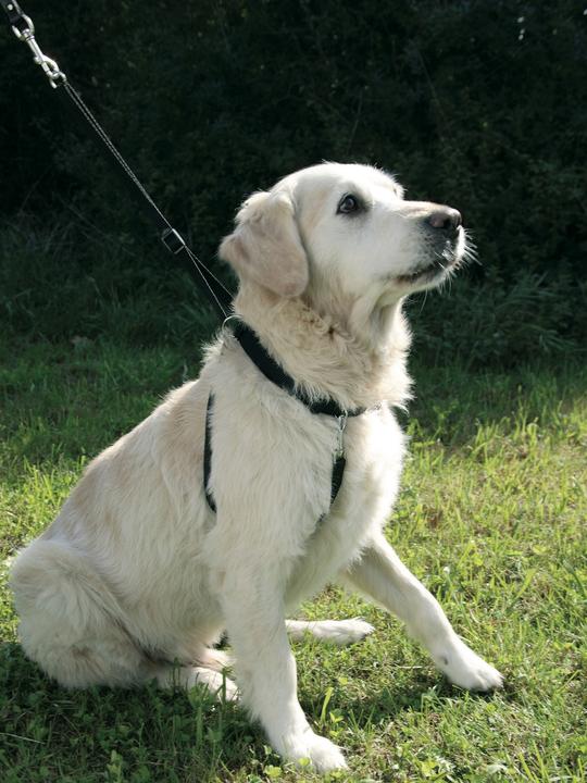 Image du produit Kerbl Harnais pour chien Maxi Leader