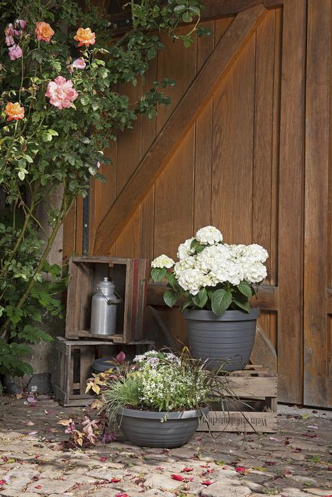 Immagine prodotto Scheurich Country Star (33.90 cm)