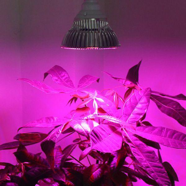 Produktbild Bio Green Super Grow (LED)