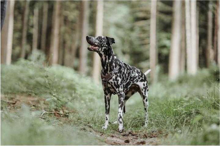 Immagine prodotto Hunter Divo (L, Cane, Generale)