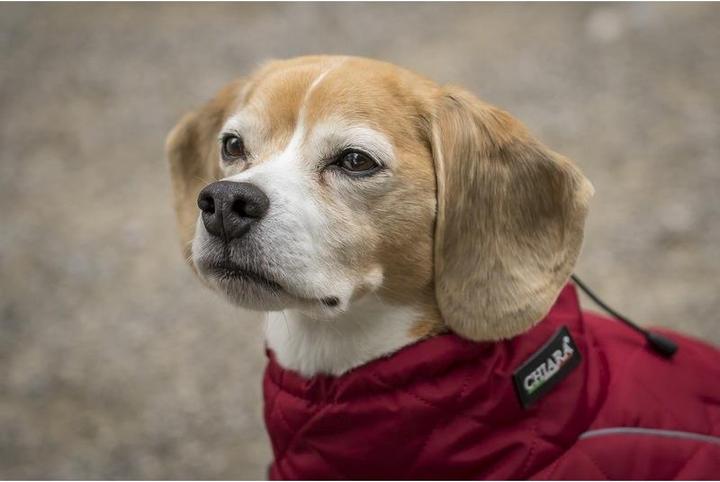 Produktbild Chiara Charlie (Hundeoverall)