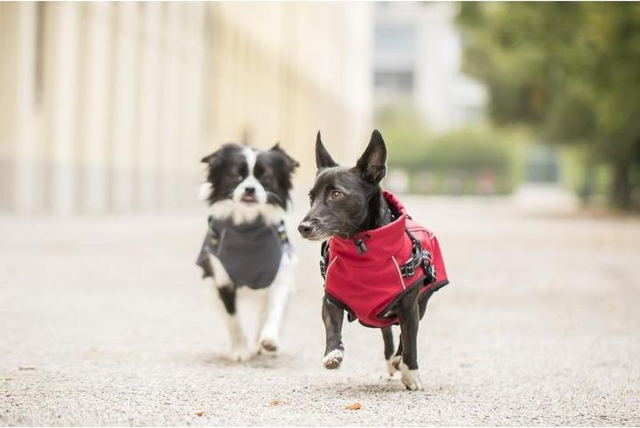 Produktbild Chiara Charlie (Hundeoverall)