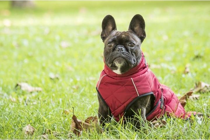 Actual product image Chiara nelson (XL, Dog coat)