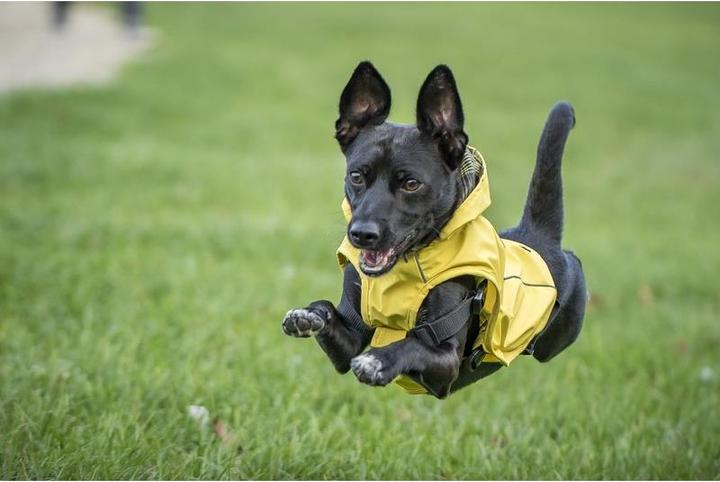 Image du produit Chiara Scotty (XXL, Manteau pour chien)