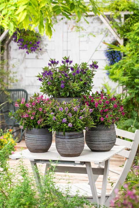 Produktbild Plant in a Box Hebe All Blooms 'Siara', 'Ranaia', 'Samona' - (30 cm)