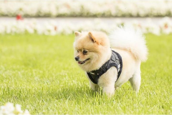 Produktbild Chiara Soft (S, Hundemantel)