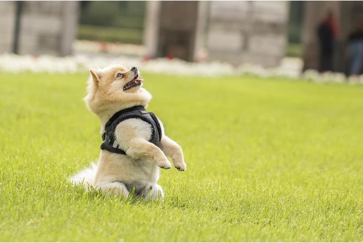Produktbild Chiara Soft (S, Hundemantel)