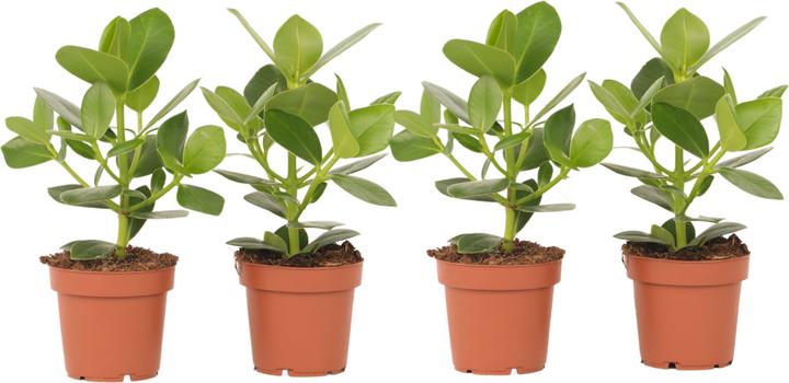 Image du produit Plant in a Box Clusia rosea Princess - Lot de 4 (25 cm)
