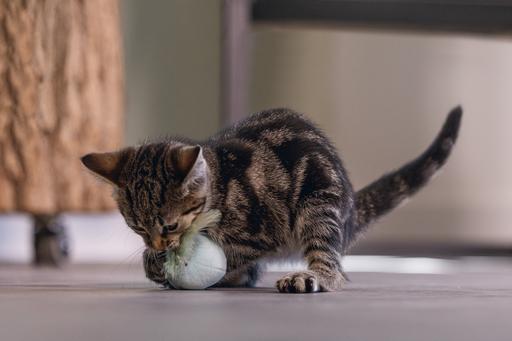 Actual product image Beeztees Kitten Cat Toy Ball+Spring Rizo