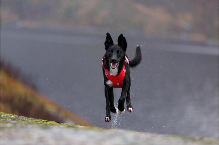 Produktbild Hurtta Geschirr Weekend Warrior (XS, Hund, Allgemein)