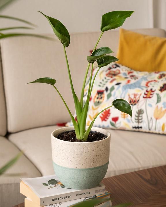 Produktbild feey Alocasia 'Tiny Dancer' (40 cm, Frisch umgetopft)