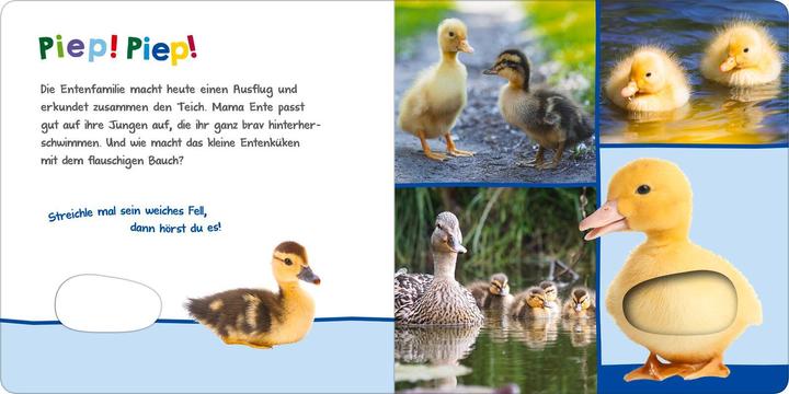 Produktbild Hör mal rein, wer kann das sein? – Tierkinder im Frühling (Deutsch)