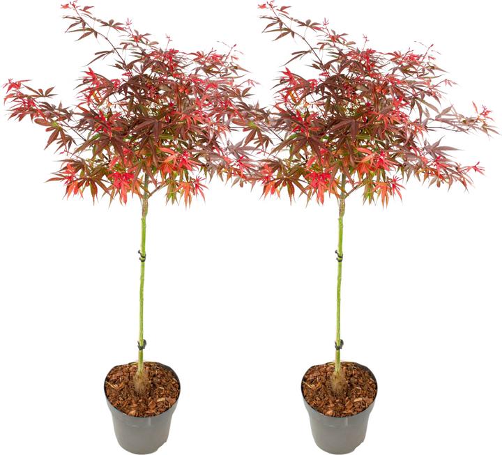 Plant in a Box Acer palmatum 'Shaina' - Japanese maple (80 cm)