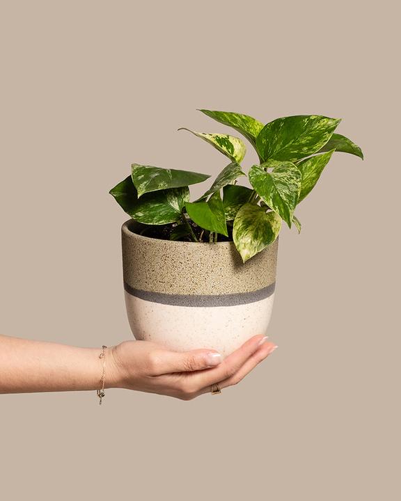Produktbild feey Efeutute Marble Queen (25 cm, Frisch umgetopft)