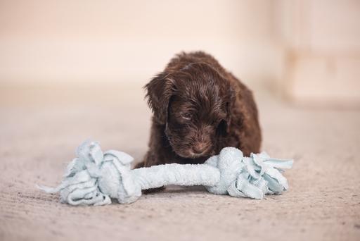 Image du produit Beeztees Puppy Corde à jouer Pim (Jouet à mâcher pour chien)