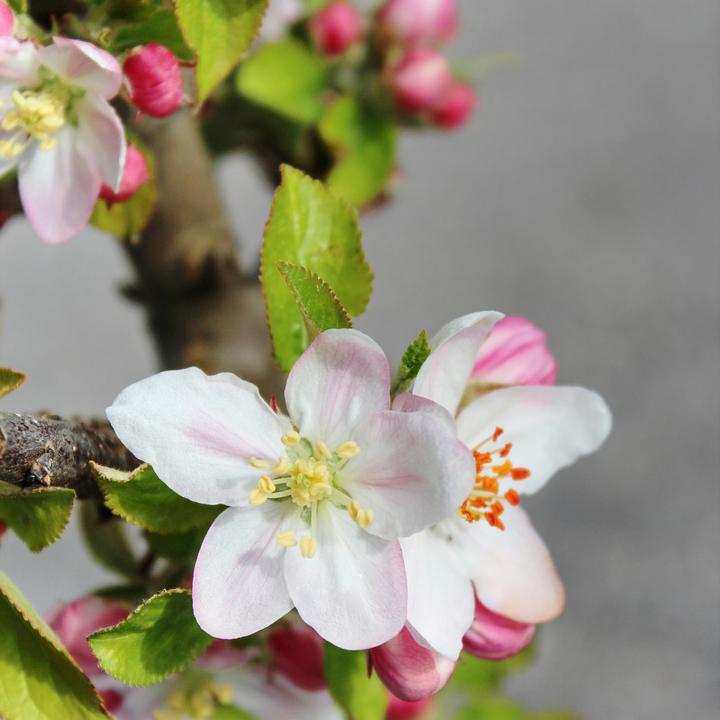 Actual product image Zulauf Columnar apple / Malus (SÄU) Goldlane (100 cm)