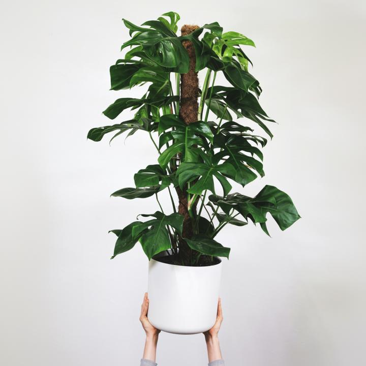Image du produit Plant in a Box Monstera Monkey Mask - Set de 2 plantes à masque de singe sur un tuteur (60 cm)